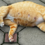 Berapa Lama Kucing Hamil? Ini Tahapan dan Perkembangannya