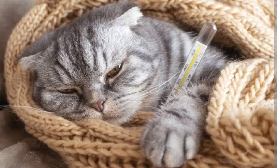 Kucing Demam Dikasih Apa Supaya Cepat Sembuh?